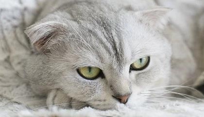 mk体育-华体会官方网：全方位体验引领体育梦想