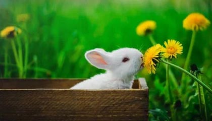 mksport-有仇必报！布朗运球被校长断下，下一回合直接突破将其隔扣